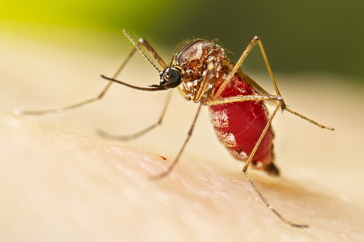 Einmaliger Anti-Mücken-Anstrich senkt Dengue-Rate langfristig