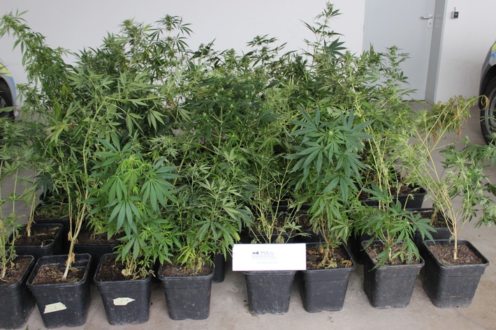 POL-OG: Mühlenbach - Cannabispflanzen beschlagnahmt
