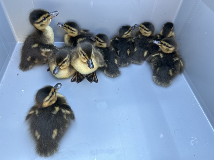 POL-OF: Stau für die Küken: Autobahnsperrung für Rettung von Entenfamilie