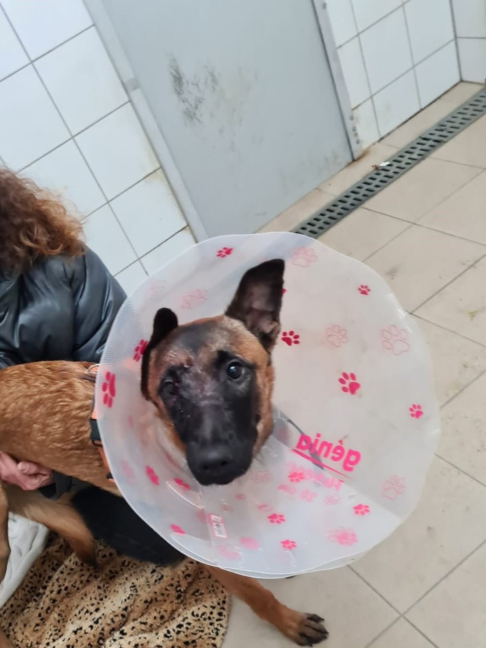 POL-MA: Mannheim, Friesenheimer Insel: Schwer verletzter Hund vor Tierheim angebunden - Zeugen gesucht!