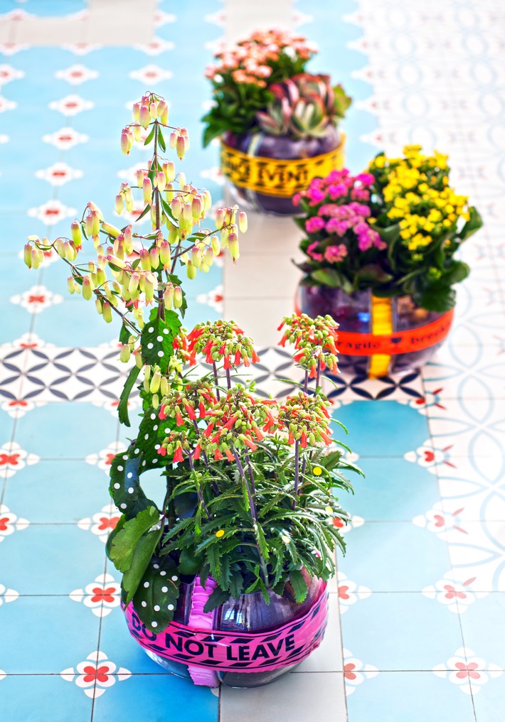 Kalanchoe ist Zimmerpflanze des Monats Juli / Sommerliche Farbexplosion mit Kalanchoe-Variationen