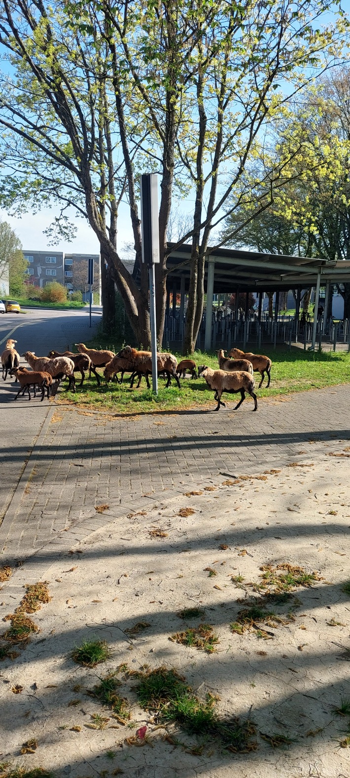 POL-OG: Ettenheim - Tierischer Demonstrationszug sicher begleitet
