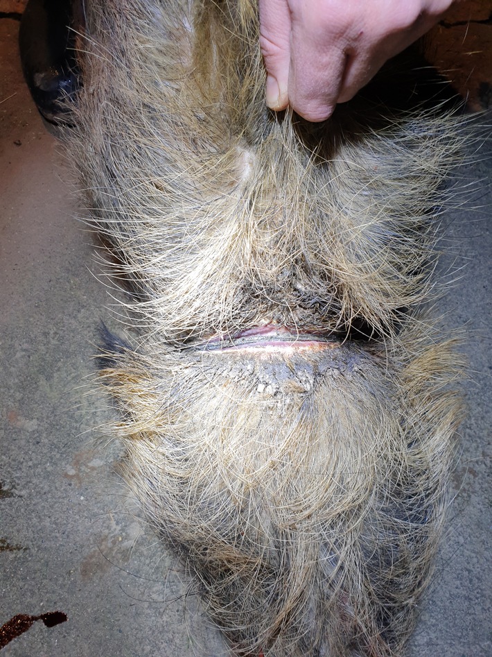 POL-NI: Wilderei Wildschweine tragen eingewachsene Schlingen um den Hals