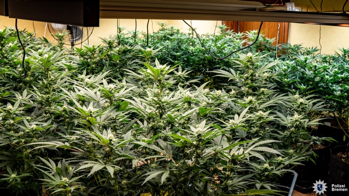 POL-HB: Nr.: 0255 --Polizei beschlagnahmt Cannabispflanzen und Drogen--
