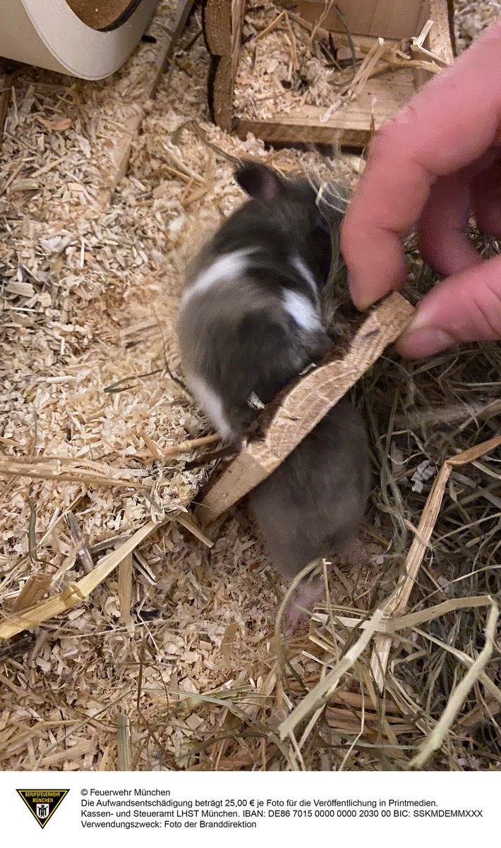 FW-M: Hamsterdame in Not (Bogenhausen)