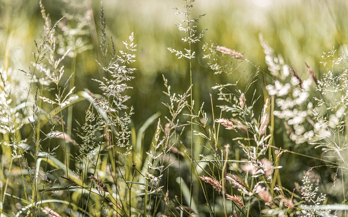 Medienmitteilung: Gräser starten die Pollen-Hochsaison