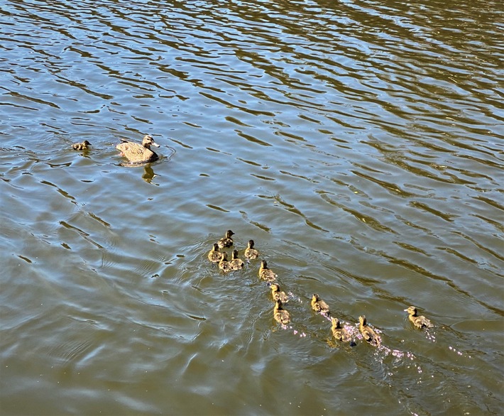 FW-E: Entenfamilie aus Gleisbett gerettet