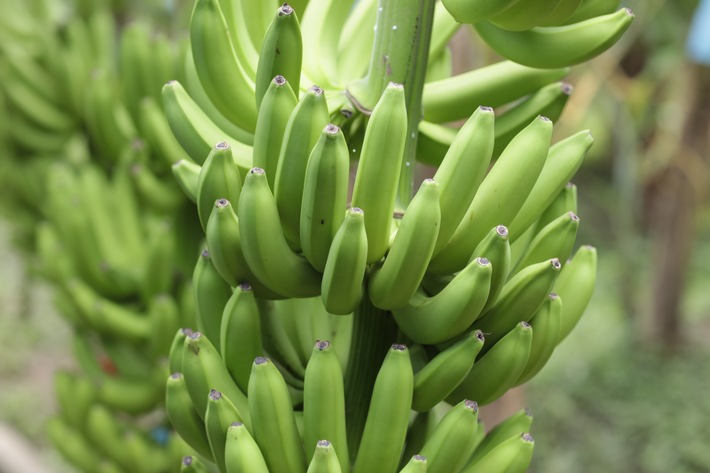 Lidl Suisse passe aux bananes certifiées Fairtrade / Modification progressive : à partir de début novembre, déjà la moitié de toutes les bananes seront certifiées Fairtrade