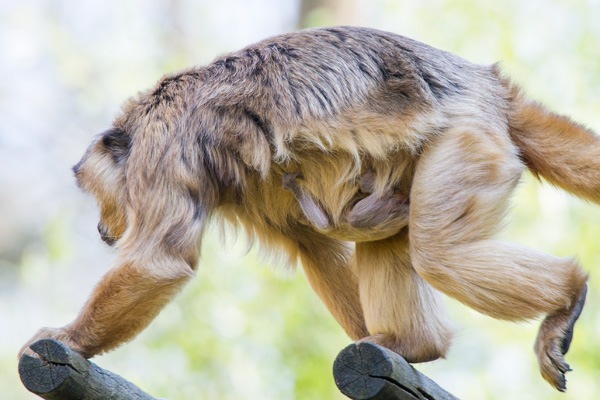 Affe Lothar sorgt für Babyglück: Seltener Brüllaffen-Nachwuchs in Apenheul