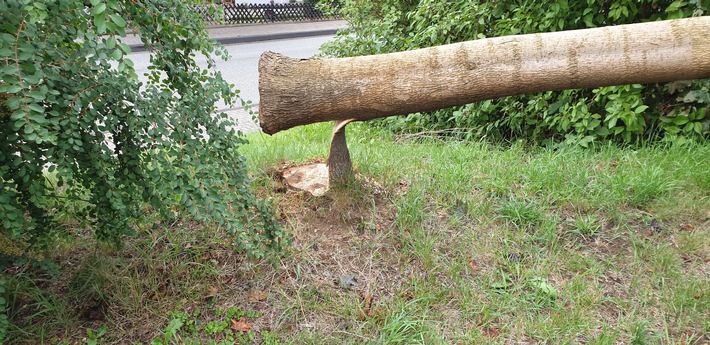POL-PDNR: Betzdorf - Angesägter Baum fällt auf Straße