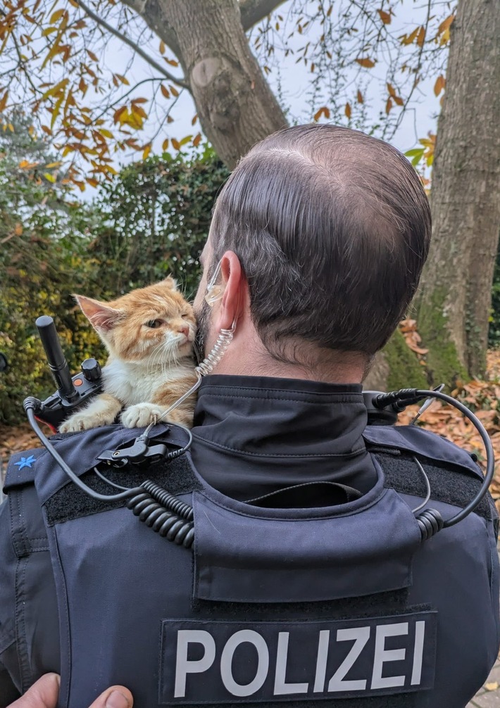 POL-KI: 251104.2 Preetz: Wer vermisst diese neugierige Fellnase?