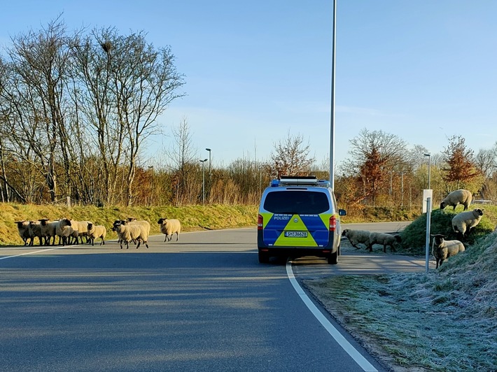 POL-IZ: 210403.2 Heide/Dithm: Schafherde macht sich selbständig und nimmt den Klinikparkplatz in Beschlag