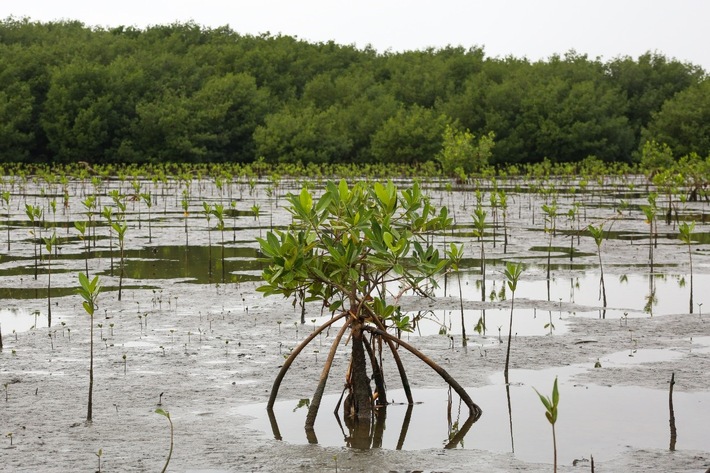 Weltumwelttag 2021: GNF macht sich stark für das Naturparadies Bajo Yuna