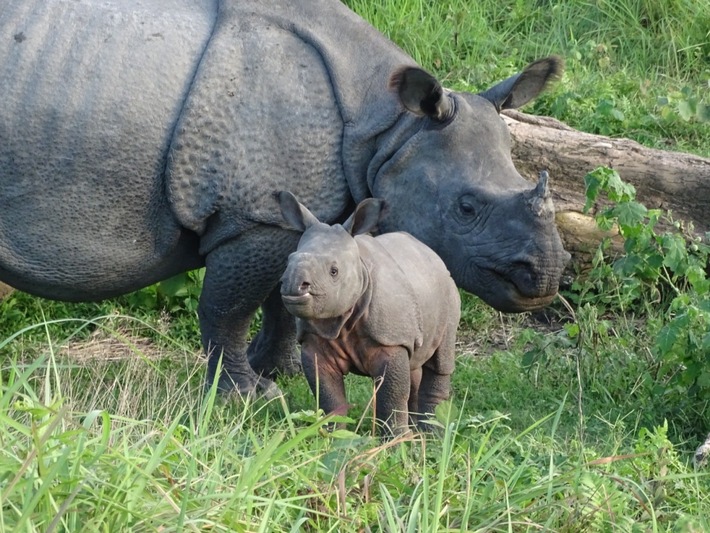 Panzernashörner im Manas Nationalpark: 50 Prozent gehen auf ausgewilderte Tiere zurück