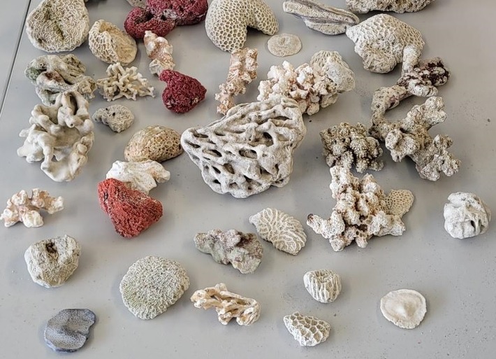 HZA-M: Zoll beschlagnahmt über 7 Kilogramm artengeschützter Korallen am Münchner Flughafen