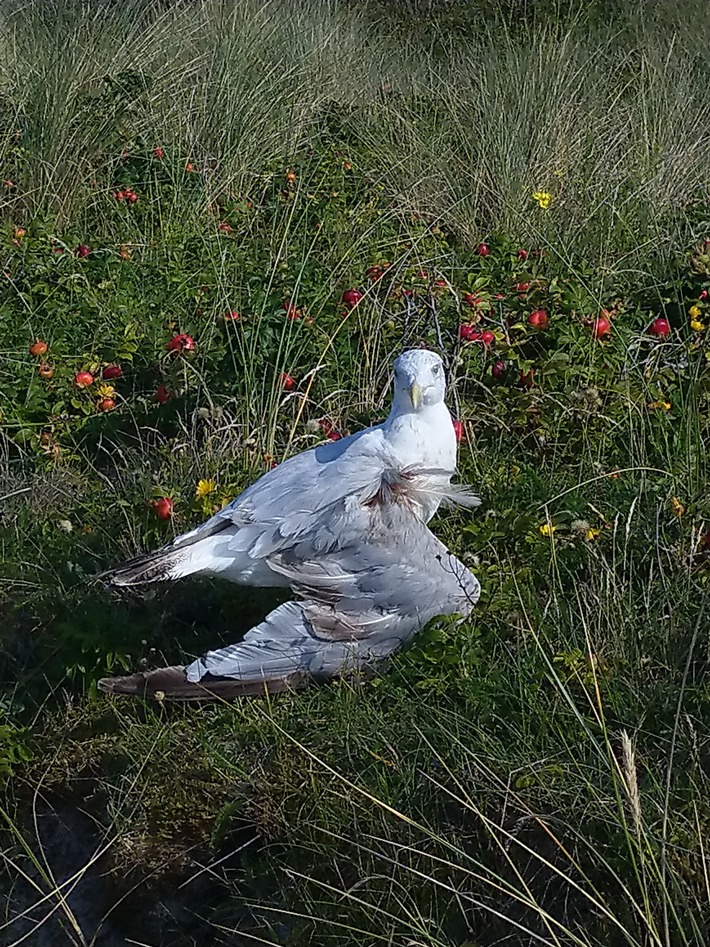 POL-WHV: Möwe am Hauptstrand von Wangerooge durch Holzschläger verletzt - Polizei sucht Zeugen