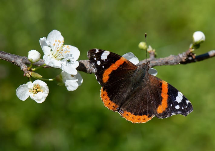 ++ Ökotipp: Schmetterlinge: Weniger tun, mehr lassen – So gelingt der schmetterlingsfreundliche Garten | Ökotipp-Reihe Naturnahes Gärtnern  ++
