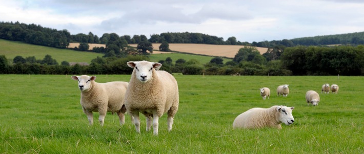Die Schafzucht in Europa: Ein Mehrwert in vielerlei Hinsicht
