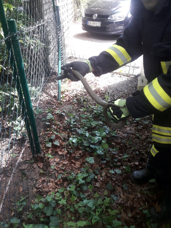 FW-EN: Schlange im Garten