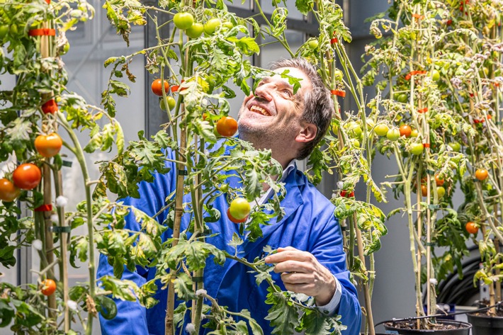 Schlüsselprotein SYFO2 ermöglicht „Selbstdüngung“ von Hülsenfrüchten