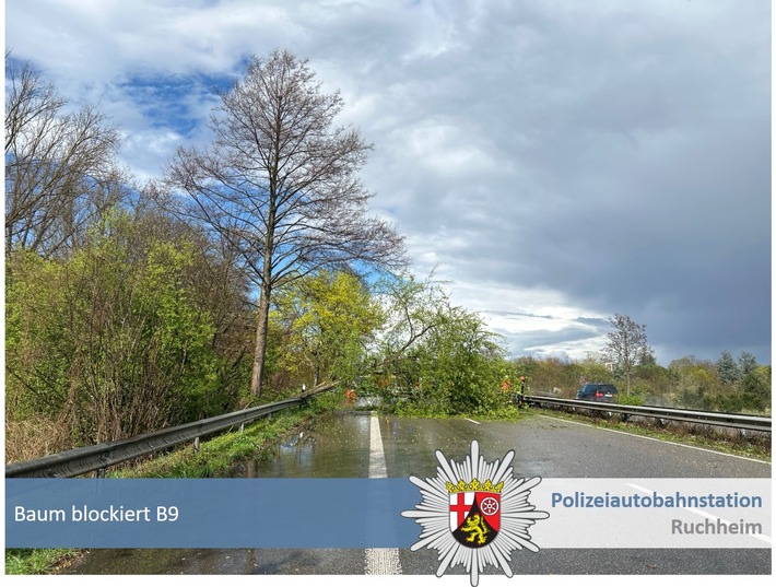 POL-PDNW: Polizeiautobahnstation Ruchheim - Baum blockiert kurzzeitig die B9 in Richtung Speyer