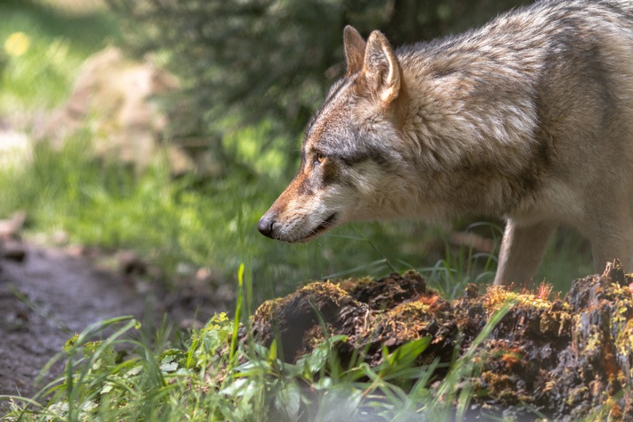 Wenn sie einen Eindringling wittern, sind Leitwölfe auf der Hut