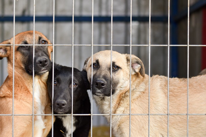 PURINA Tierheimreport Deutschland 2025 / Tierheime unter Druck: Neue deutschlandweite Umfrage zeigt - Sommer verschärft die Lage
