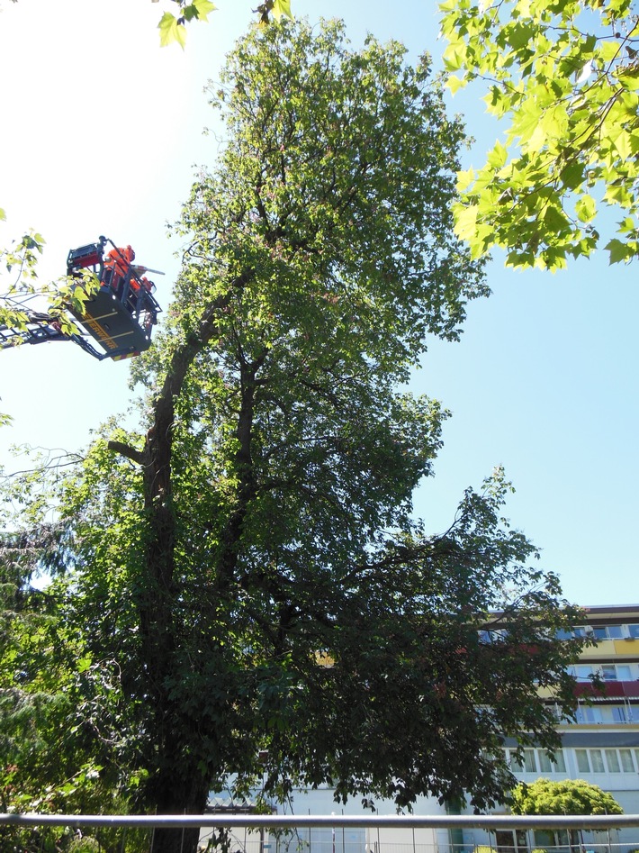 FW-EN: Kastanie im Stadtgarten musste gefällt werden