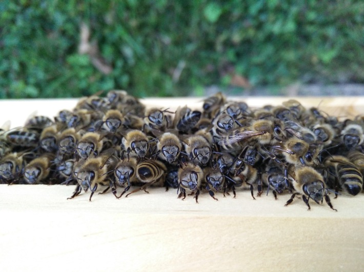 POL-PPWP: Zeugen gesucht: Bienenvölker entwendet