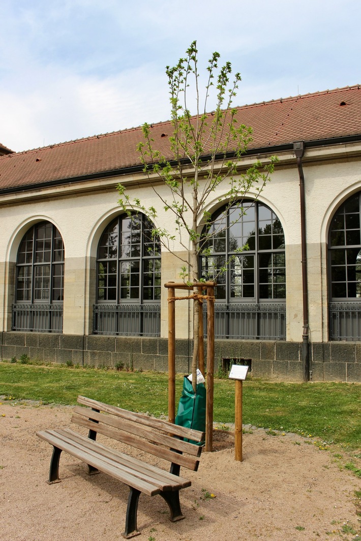 Neue Stadtbäume trotzen dem Klimawandel - HLNUG bedankt sich mit Baumspende bei Beratungs-Kommunen