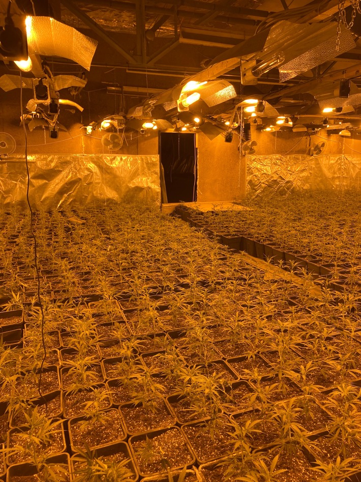 LKA-NRW: Durchsuchungen und Festnahmen - Organisierter Drogenhandel im Fokus der Strafverfolgungsbehörden: Polizei stellt mehr als 6.000 Cannabispflanzen sicher