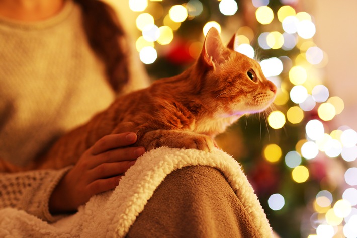 ZZF-Expertentipp: So wird die Weihnachtsdeko keine Gefahrenquelle für Heimtiere
