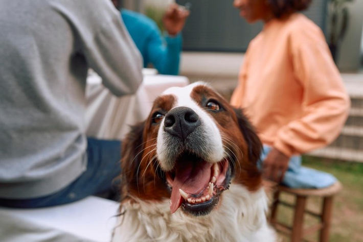 Neue Daten zeigen: Parasitenrisiken werden unterschätzt - Zecken auch in innerstädtischen Parks weit verbreitet