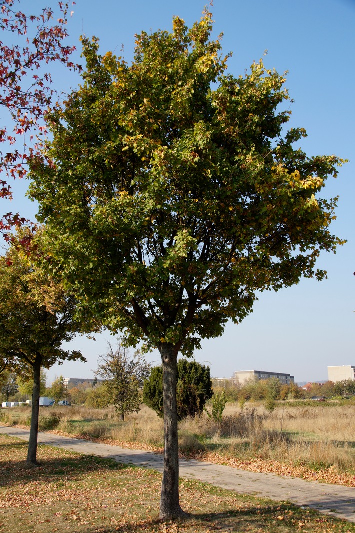 Feldahorn_acer_campestre_2018_Steffen_Löbel_Dresden.JPG