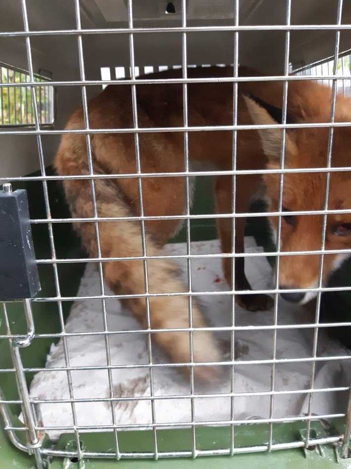 BPOL-KI: Bundespolizisten retten Fuchs aus den Gleisen