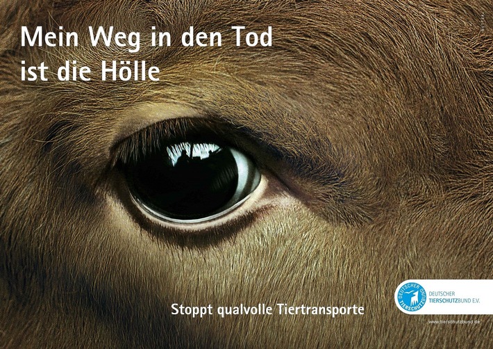 PM - Tiertransport aus Bayern nach Marokko verhindern - Tierschutzbund fordert Moratorium