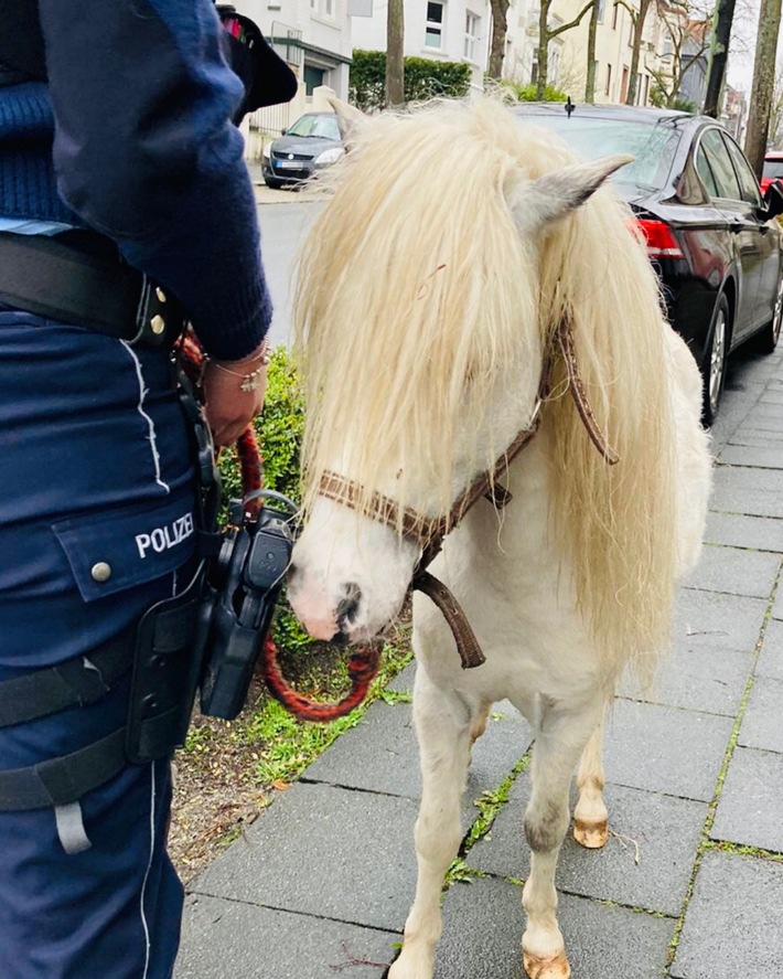 POL-HA: Zirkuspferd Merlin wird von Polizei nach Hause begleitet