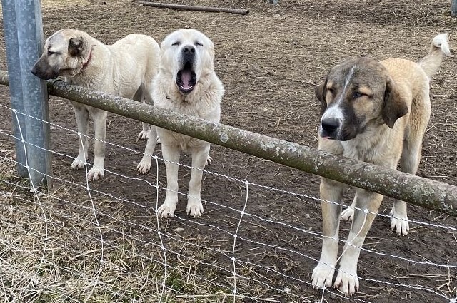 POL-MA: Reichartshausen, Rhein-Neckar-Kreis: Freilaufende Kangal-Hunde-Welpen