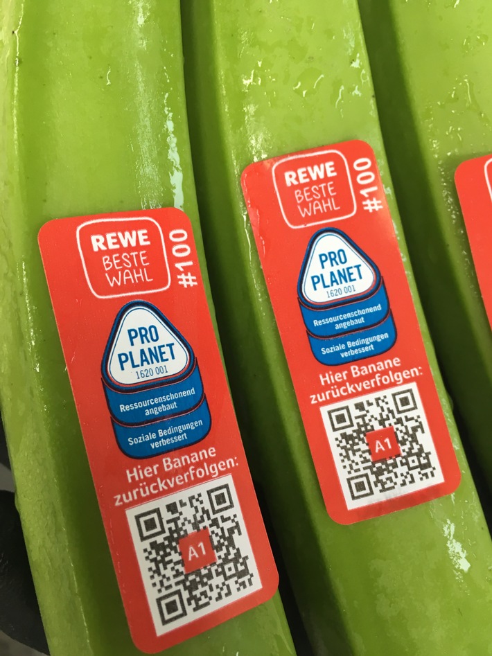 Transparenz beim Bananeneinkauf: REWE führt Rückverfolgbarkeit bis zum Erzeugerbetrieb per QR-Code ein / Handelskonzern setzt auf höchste nachhaltige Standards beim Anbau