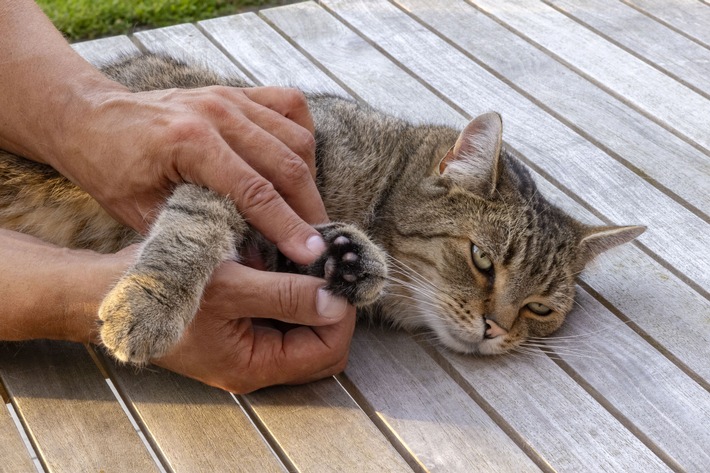 Mit der Katze stressfrei zum Tierarzt