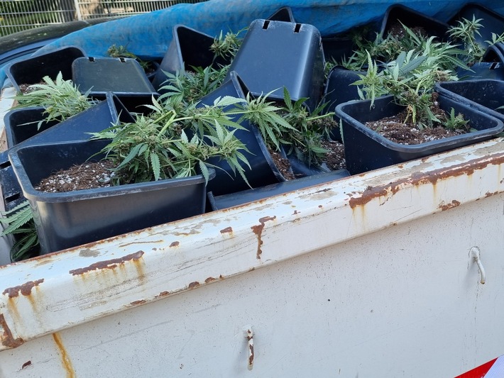 POL-NI: Niedernwöhren: Zeuge entdeckt Indoorplantage - Polizei beschlagnahmt knapp 1000 Cannabispflanzen