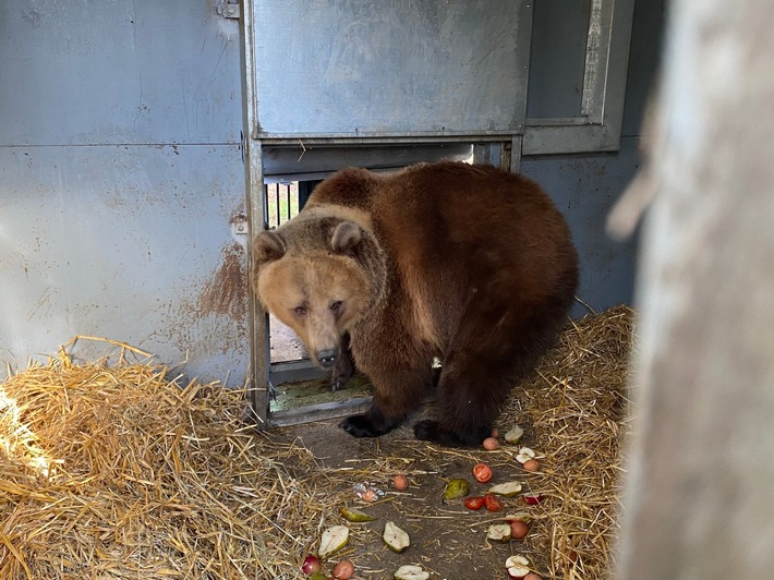 Ukraine: hébergement d&#039;urgence pour un couple d’ours sauvés d&#039;un zoo bombardé