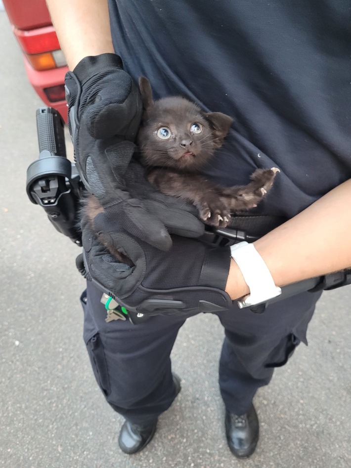 LPI-EF: Katzenbaby aus Motorraum gerettet