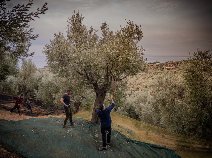 Aufklärung zum anhaltenden Olivenölpreis-Hoch: Die Hintergründe und zukünftige Ausblicke