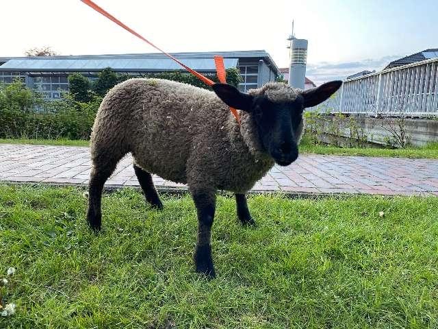 POL-DEL: Stadt Delmenhorst: Eigentümer eines Lamms gesucht