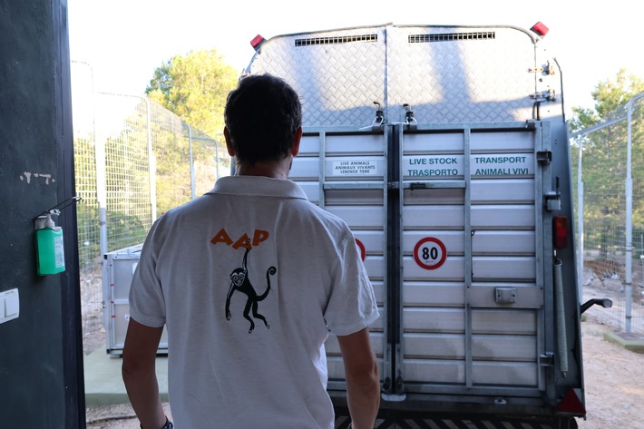 Sechs Tiger sicher in Spanien angekommen / AAP bringt Tiere in ihr neues Zuhause