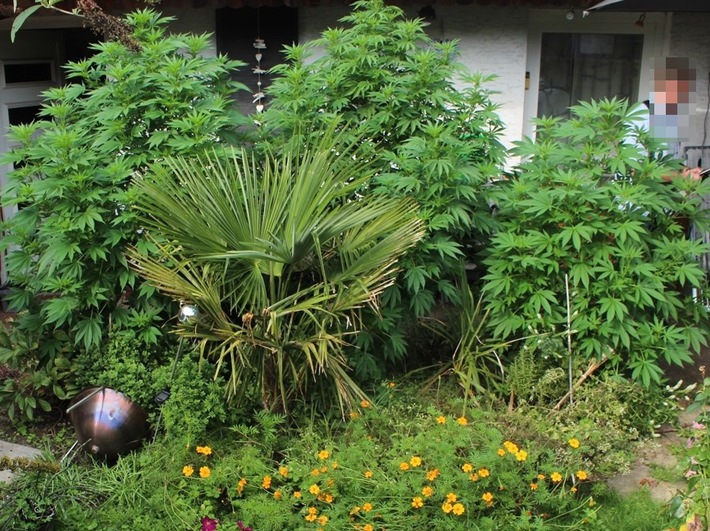 POL-HAM: Für den Eigenbedarf - Cannabis im Vorgarten angebaut