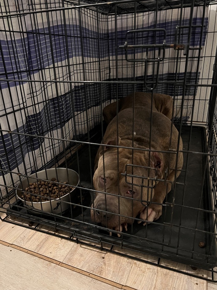 POL-K: 221019-2-K/LEV Polizei stellt bei Durchsuchungen mutmaßlich illegal gezüchtete Hunde sicher