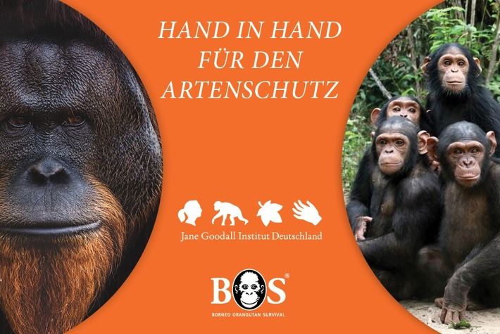 Hand in Hand für den Artenschutz / Gemeinsame Veranstaltungsreihe von Borneo Orangutan Survival Deutschland e.V. und dem Jane Goodall-Institut Deutschland am 21., 23. und 25. Juni 2021