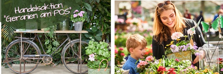 Geranien am POS: Pelargonien for Europe sucht die schönsten Verkaufsflächen